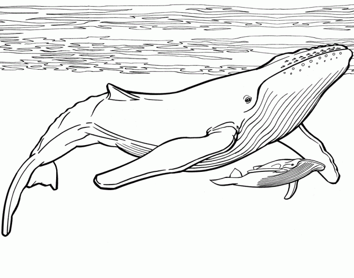 Animal faces coloring pages blue whale