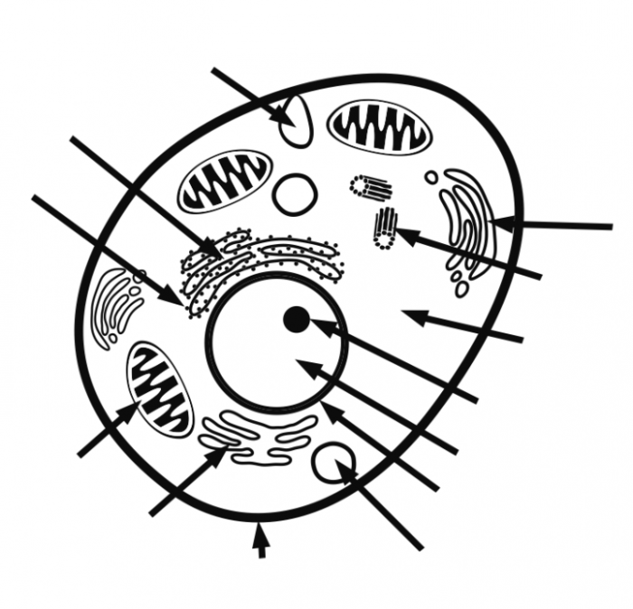 Animal cell coloring page diagram without labels