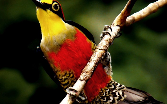 Feathers woodpecker