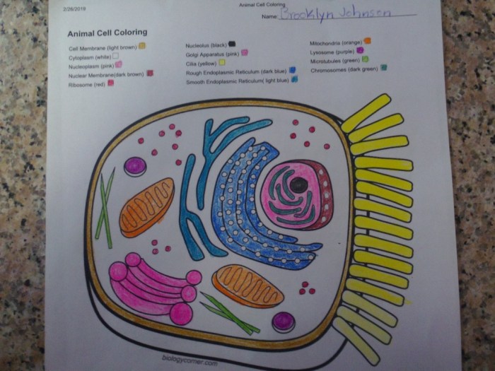 Animal cell coloring colored answers