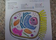 Animal Cell Coloring and Labeling Worksheet Answers