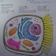 Animal cell coloring worksheet answ