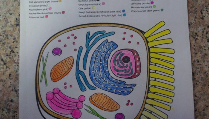 Animal Cell Coloring and Labeling Worksheet Answers