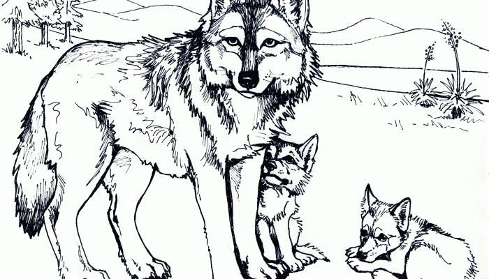 Animal Coloring Pages Wolf Face Designs