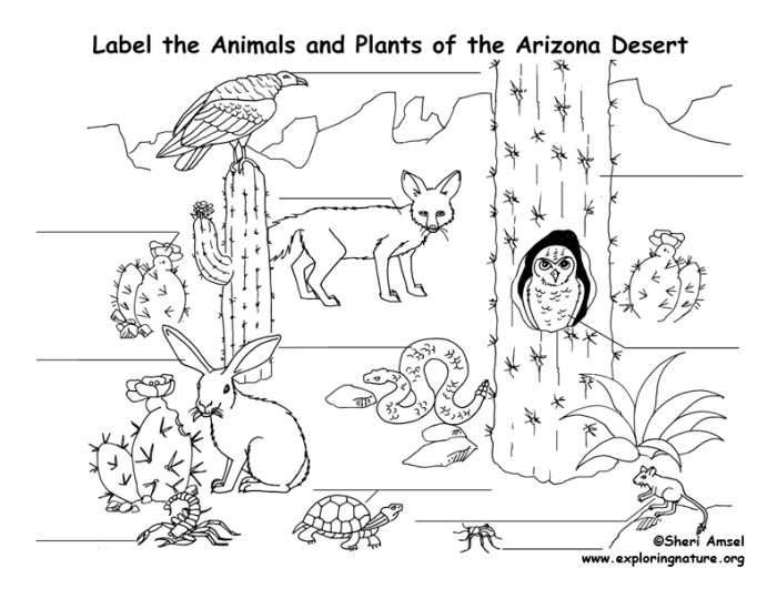 Coloring pages of plants and animals