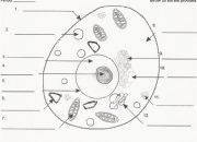 Animal Cell Diagram Coloring Worksheet