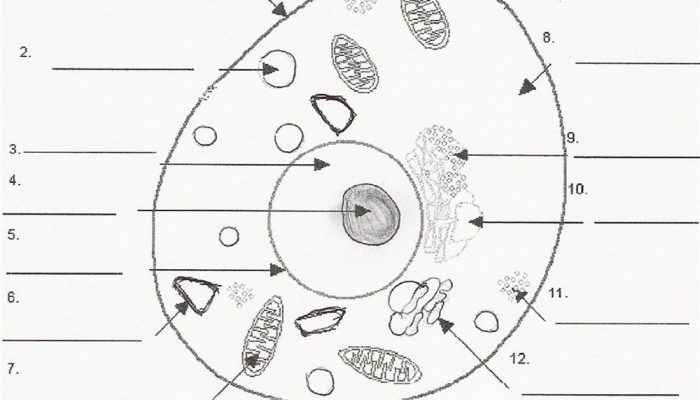 Animal Cell Diagram Coloring Worksheet