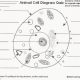 Animal cell diagram coloring worksheet