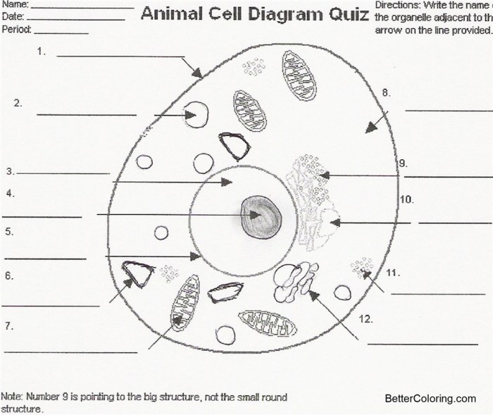 Animal cell diagram coloring worksheet