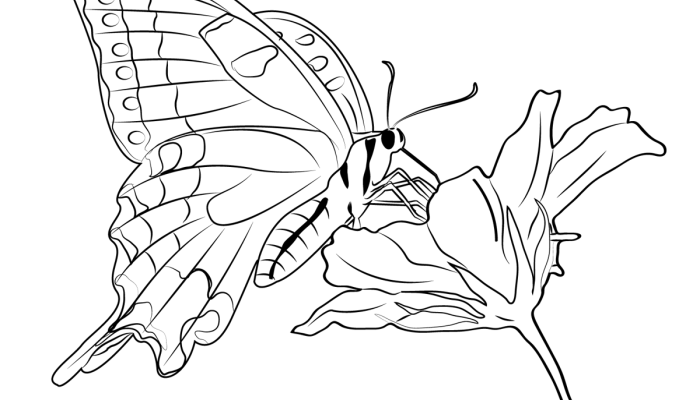 Animal and Flower Coloring Pages A Comprehensive Guide