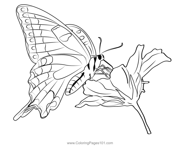 Animal and flower coloring pages