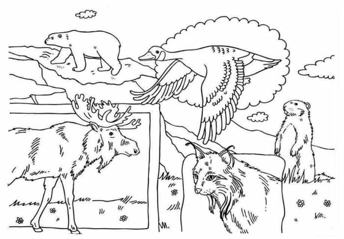 Animals of canada coloring pages