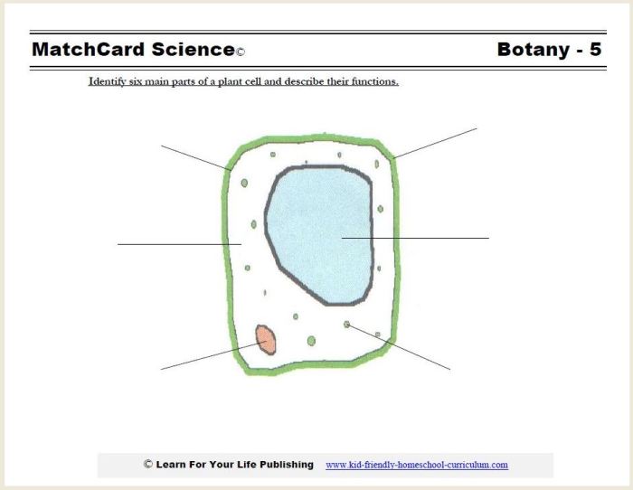 Animal cell coloring and labeling worksheet answers