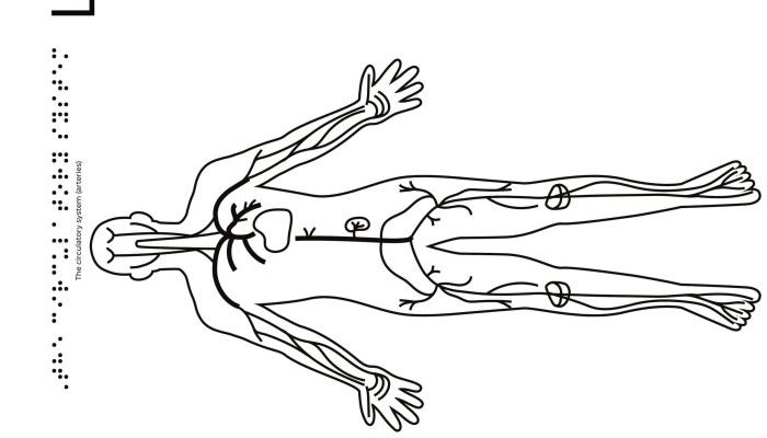 Animal Circulatory System Coloring Pages