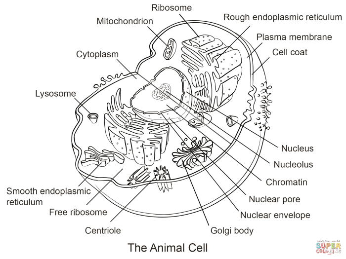 Animal cell parts coloring page