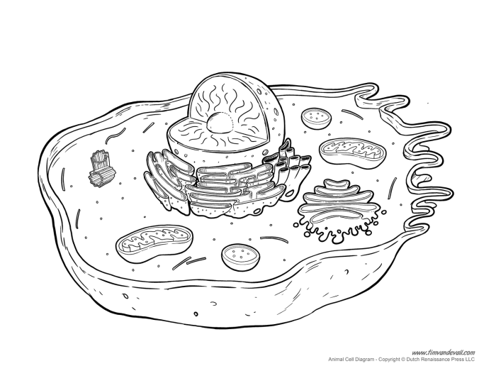 Animal cell coloring page diagram without labels