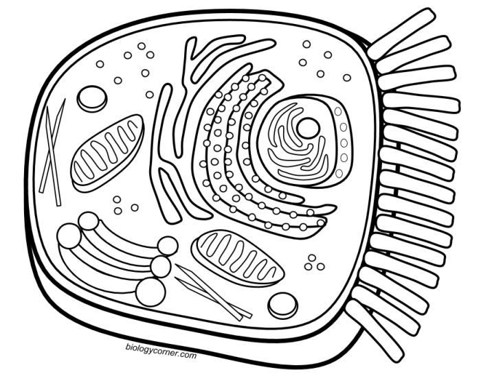 Animal and plant cell diagram coloring