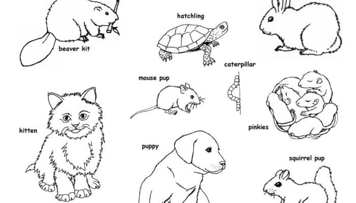 Animated Baby Wild Animal Coloring Pages