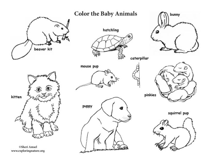 Animated baby wild animal coloring pages