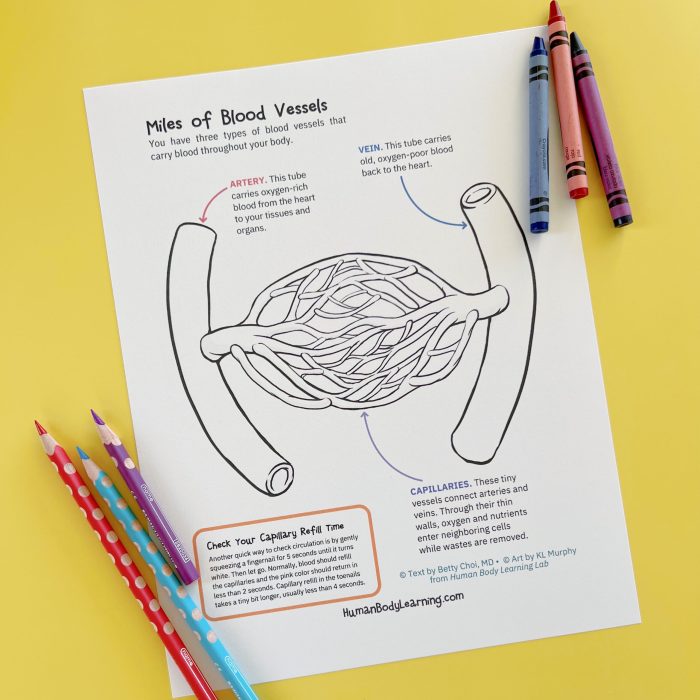 Animal circulatory system coloring pages