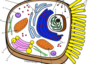 Animal Cell Coloring Colored Answers A Guide