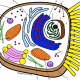 Animal cell coloring colored answers