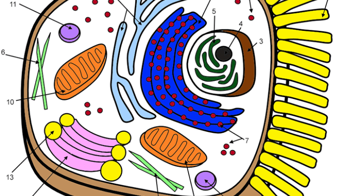 Animal Cell Parts Coloring Page