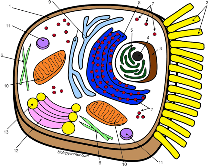 Animal cell parts coloring page