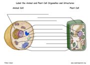 Animal and Plant Cell Diagram Coloring