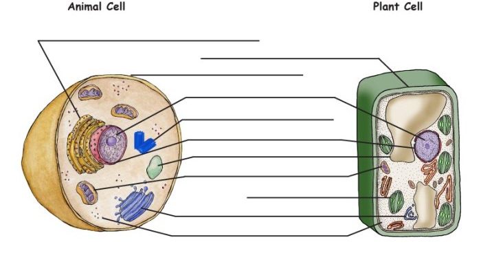 Animal and Plant Cell Diagram Coloring