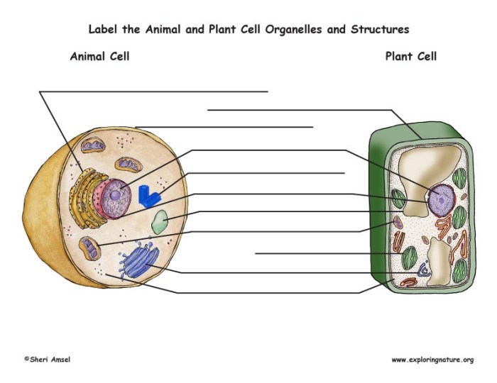 Animal and plant cell diagram coloring