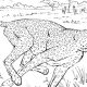 Coloring page real animals.com