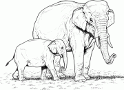 Animal Coloring Pages Elephang Fun