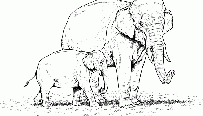 Animal Coloring Pages Elephang Fun