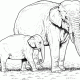 Animal coloring pages elephang