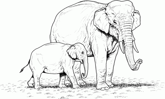 Animal coloring pages elephang