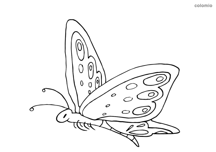 Animals that fly coloring page