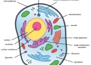 Animal Cell Coloring and Labeling Diagram