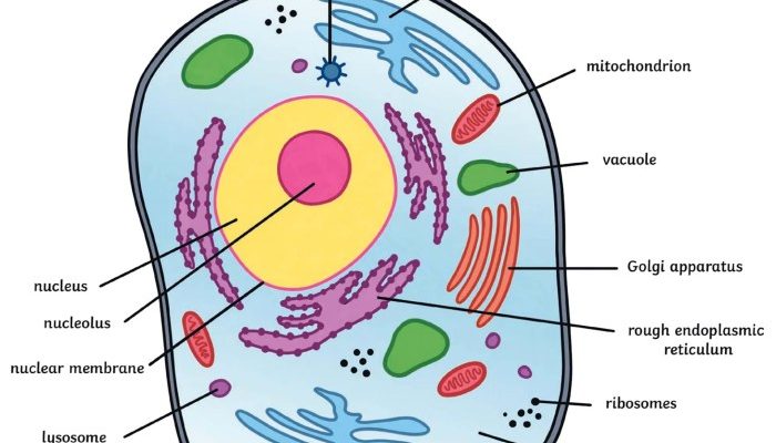 Animal Cell Coloring and Labeling Diagram