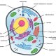 Animal cell coloring and labeling diagram