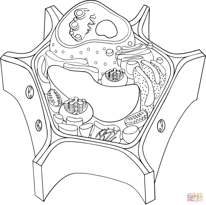 Animals and plants coloring pages