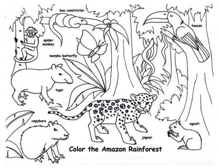 Animals on the rainforest floor coloring pages