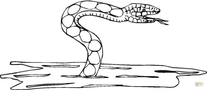 Animal faces coloring pages water snake