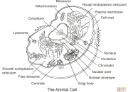 Animal Cell Coloring Partes y Sus Nombres