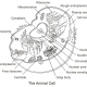 Animal cell coloring partes y sus nombres